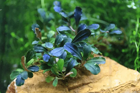Bucephalandra sp. (diversas) — Aquarismo em Jundiaí · Maré da Sorte